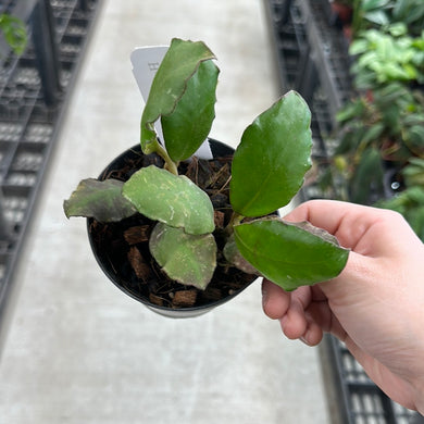 Hoya waymaniae 4