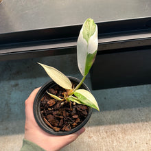 Load image into Gallery viewer, Philodendron Wend Imbe Variegata 4&quot;