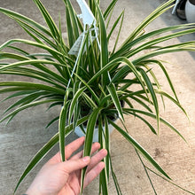 Load image into Gallery viewer, Chlorophytum sp. 8&quot; - Spider Plant Variegated Basket