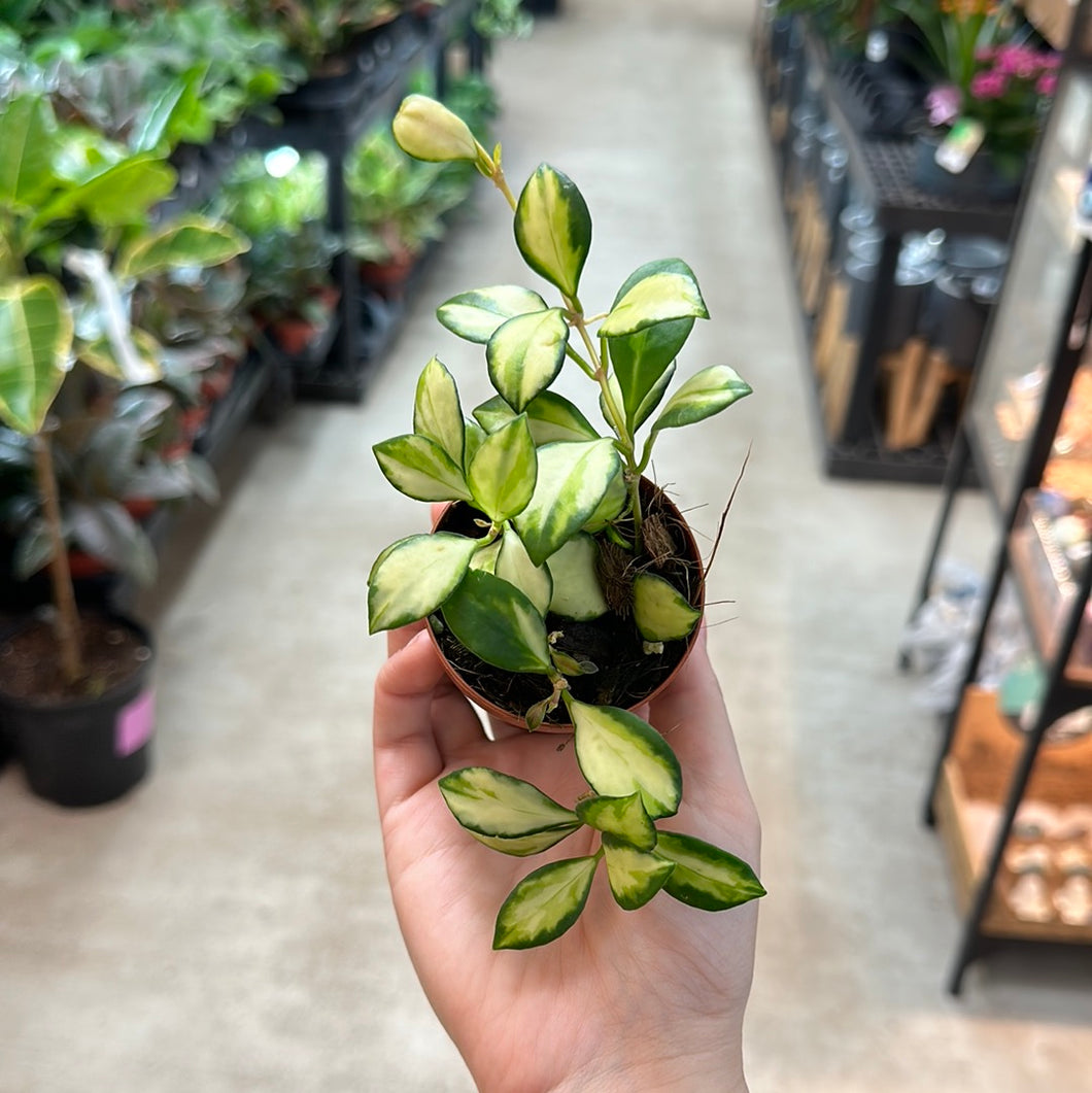 Hoya heuschkeliana variegata 2