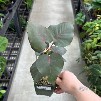 Ficus petiolaris 4