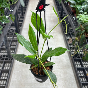 Hoya australis rupicola 4" HB