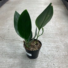 Load image into Gallery viewer, Scindapsus Treubii Dark Form 4&quot;