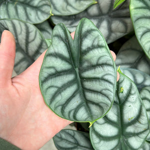 Alocasia Silver Dragon 6"