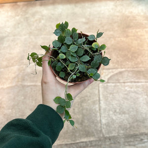 Hoya Curtisii 4"