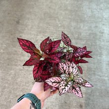 Load image into Gallery viewer, Hypoestes sp. 4&quot; - Polka Dot Plant