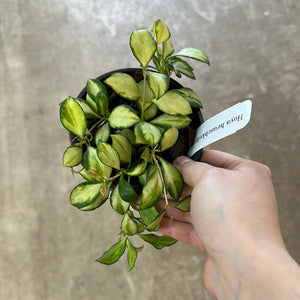 Hoya heuschkeliana variegata 4" HB