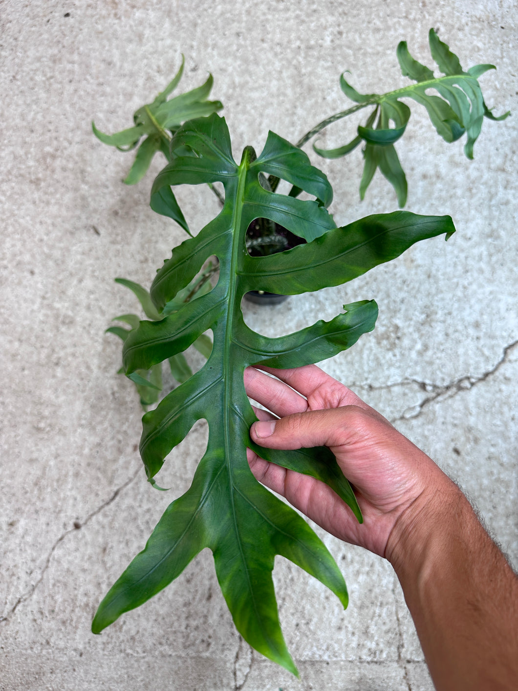Alocasia Brancifolia 6