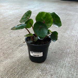 Begonia conchifolia 4"