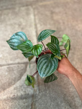 Load image into Gallery viewer, Peperomia Watermelon 4&quot;