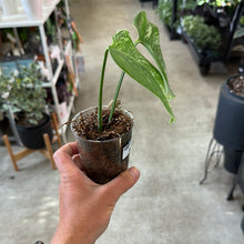 Load image into Gallery viewer, Monstera Albo Cup A