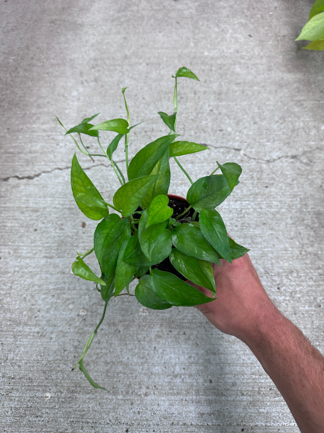 pothos epipremnum pinnatum 'skeleton key' Epipremnum Skeleton Key 4"
