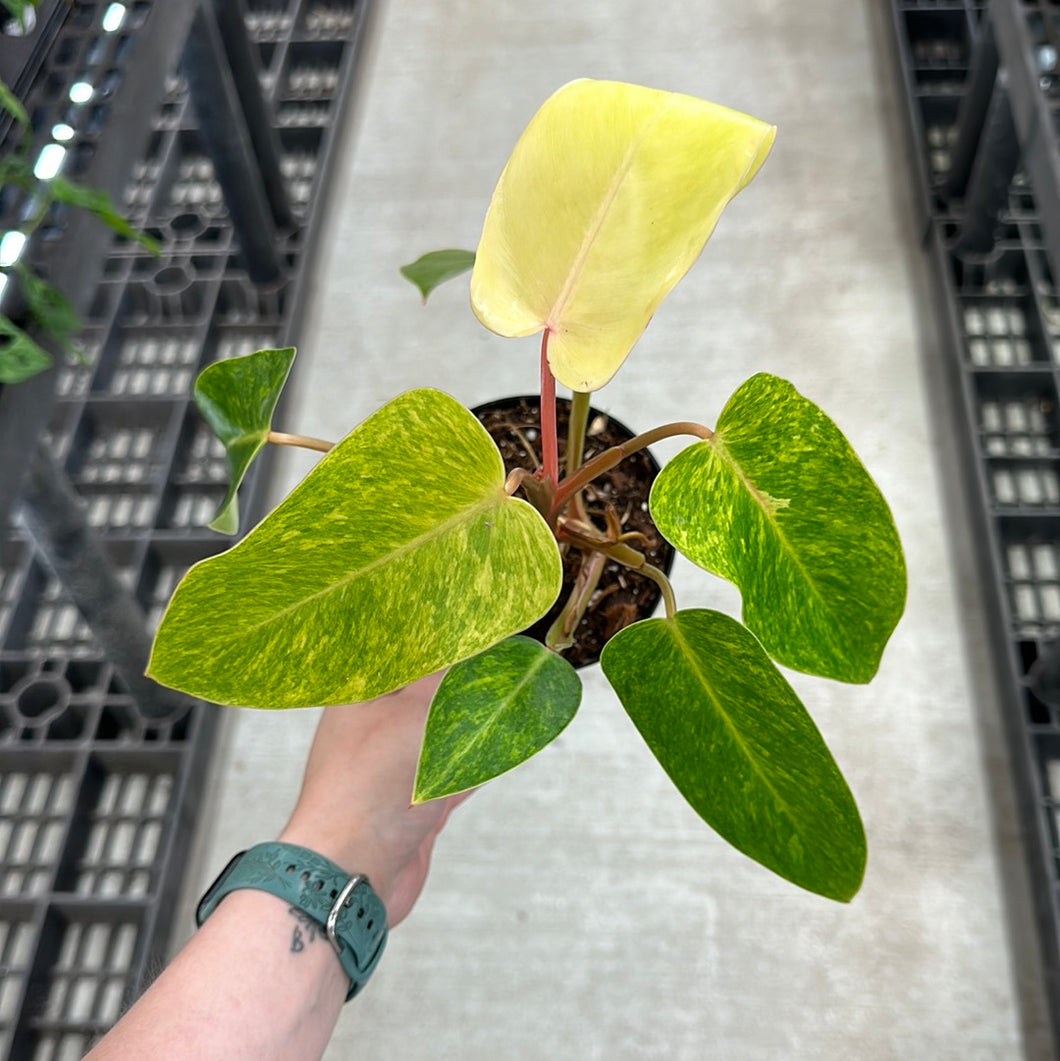 philodendron painted lady plant Philodendron Painted Lady 4" – Kent East Hill Nursery