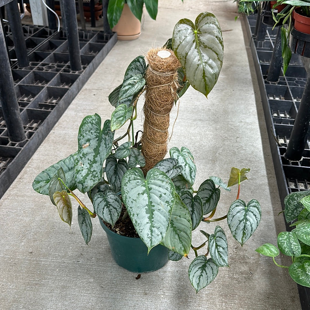 philodendron brandtianum canada Philodendron brandtianum 10"