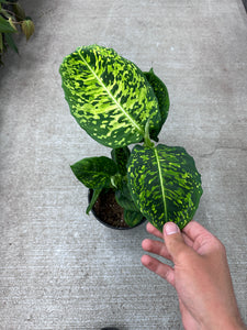 Dieffenbachia Reflector 6"