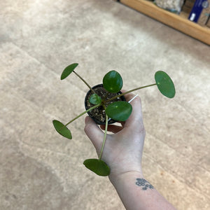 Pilea Peperomioides 2" - Chinese Money Plant