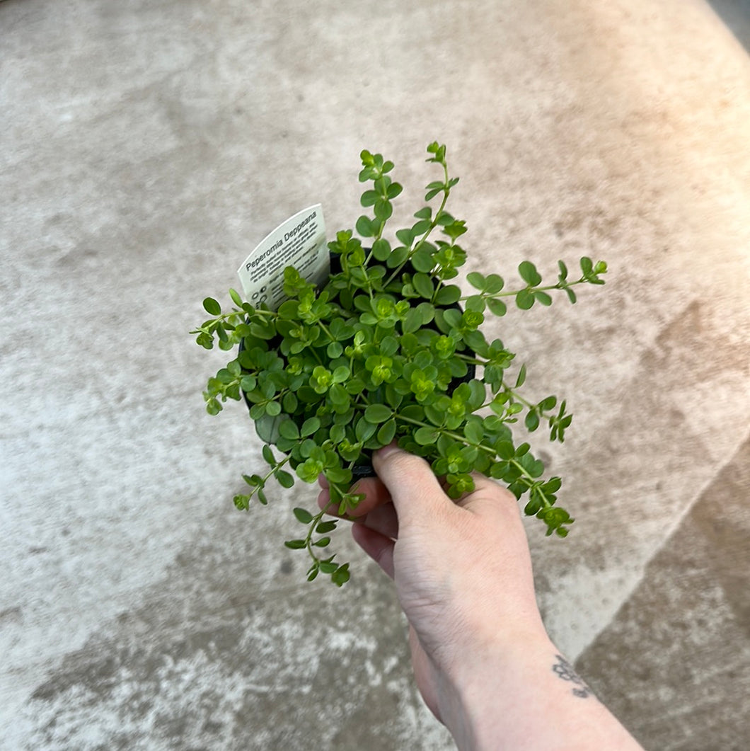 Peperomia 'Deppeana' 4