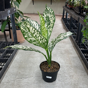 Dieffenbachia White Etna 8"