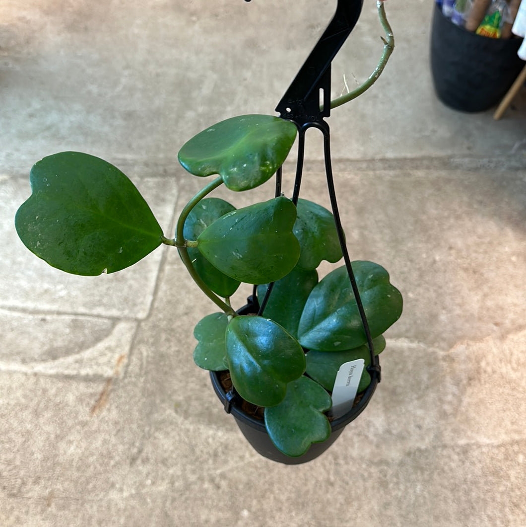 Hoya kerrii 6
