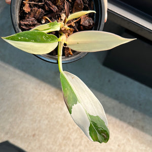 philodendron imbe variegata Philodendron Wend Imbe Variegata 4" – Kent East Hill Nursery