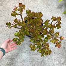 Load image into Gallery viewer, Crassula ovata 10&quot; - Jade Plant