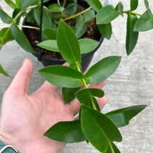 Load image into Gallery viewer, Hoya densifolia 6&quot;HB