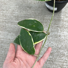 Load image into Gallery viewer, Hoya acuta outer variegation 4&quot;HB
