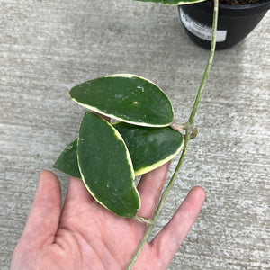 Hoya acuta outer variegation 4"HB