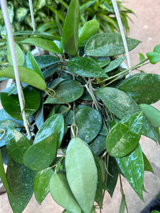 Hoya parasitica Black Margin 8" HB