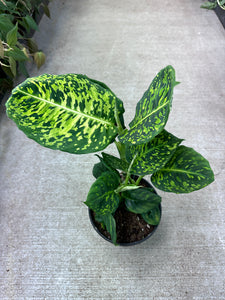 Dieffenbachia Reflector 6"