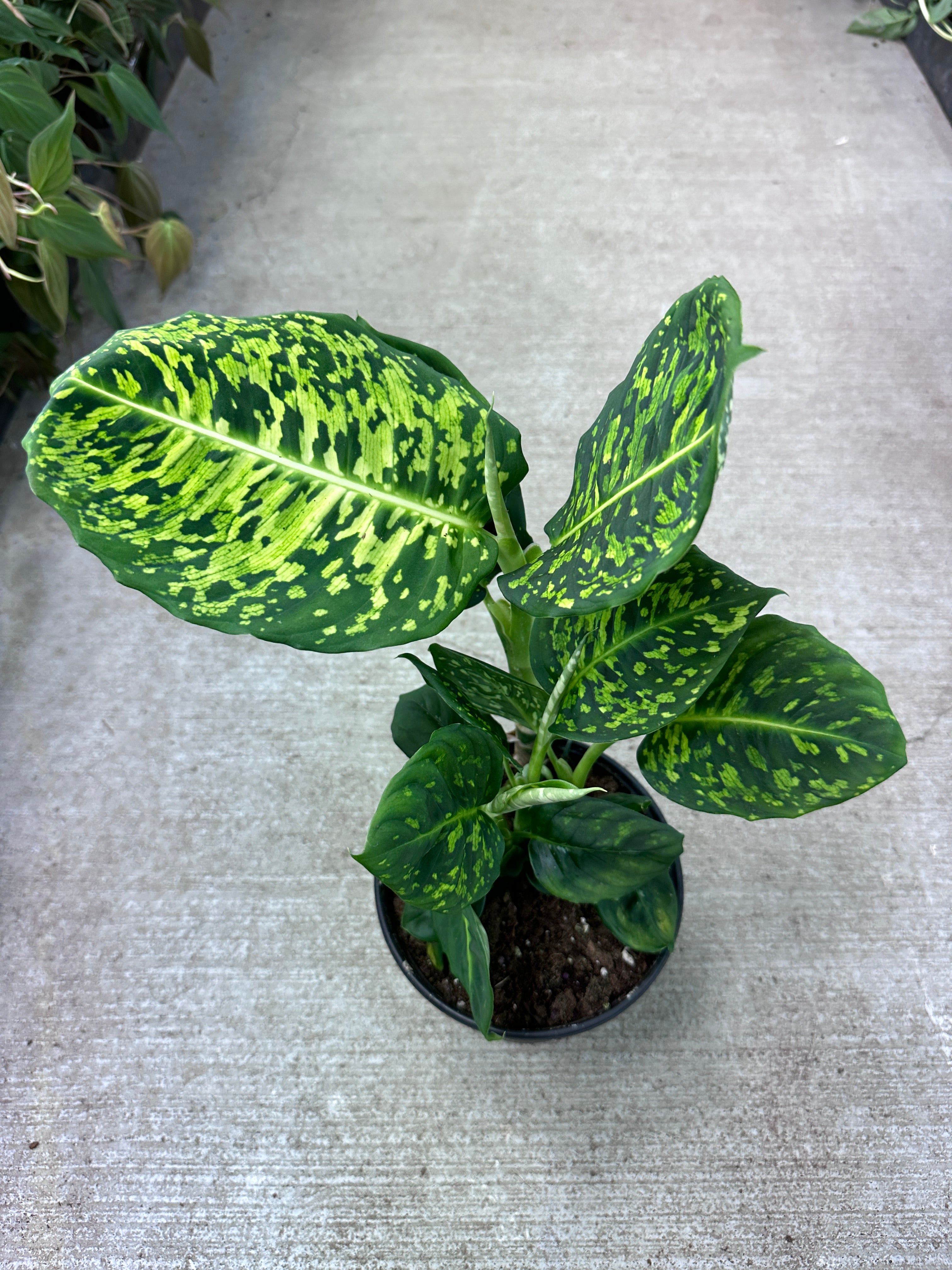 dieffenbachia reflector for sale Dieffenbachia Reflector 6" – Kent East Hill Nursery