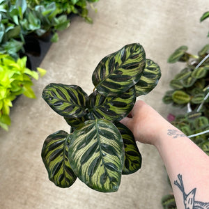 Calathea makoyana 4"
