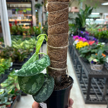 Load image into Gallery viewer, Scindapsus pictus &#39;Tricolor&#39; 4&quot;