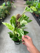 Load image into Gallery viewer, Epipremnum Marble Queen Moss Pole 6&quot; - Marble Queen Pothos