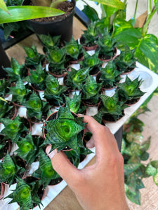 Sansevieria Pagoda 2" - Snake Plant