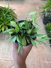 Load image into Gallery viewer, Hoya lacunosa mint 4&quot;