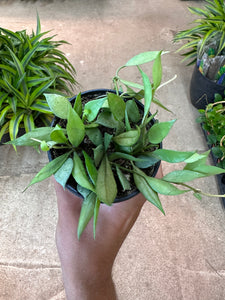 Hoya lacunosa mint 4"