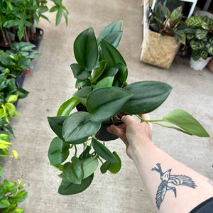 pothos sterling silver Scindapsus treubii 'Moonlight' 6"