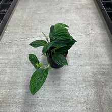 Load image into Gallery viewer, Monstera Peru 6&quot;