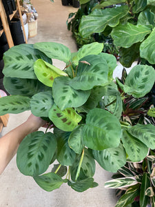 Maranta Green 6" - Prayer Plant