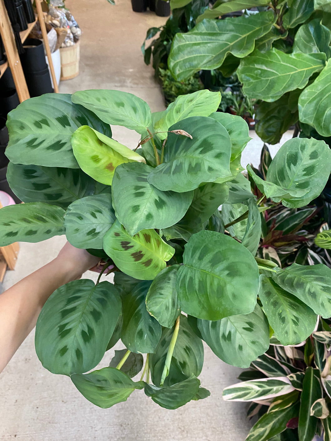 Maranta Green 6