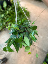 Load image into Gallery viewer, Hoya parasitica Black Margin 8&quot; HB