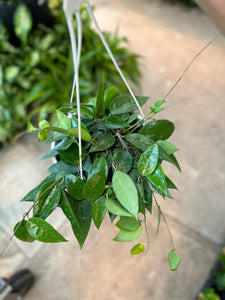 Hoya parasitica Black Margin 8" HB