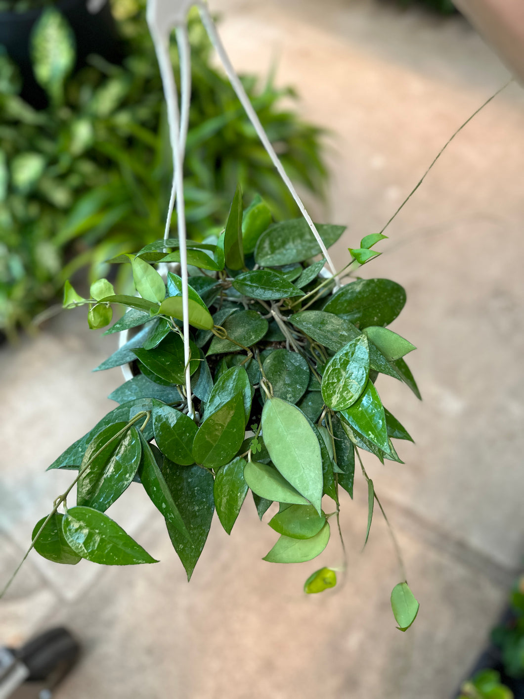 Hoya parasitica Black Margin 8