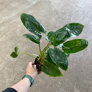 Philodendron Burle Marx 4"