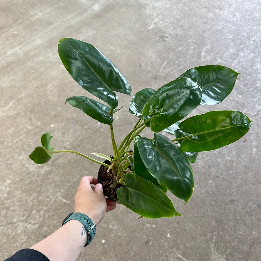 Philodendron Burle Marx 4