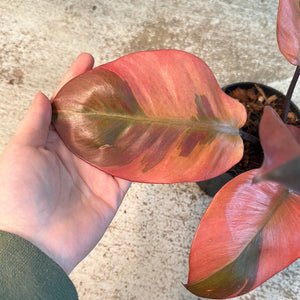 Philodendron Black Cardinal Variegated 4.5''