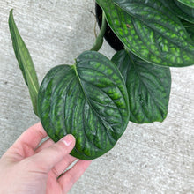 Load image into Gallery viewer, Monstera Peru 6&quot;