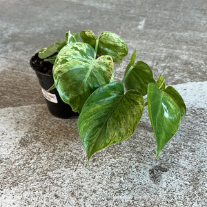 Philodendron Hederaceum Variegata 4" - Heartleaf Variegated Philodendron