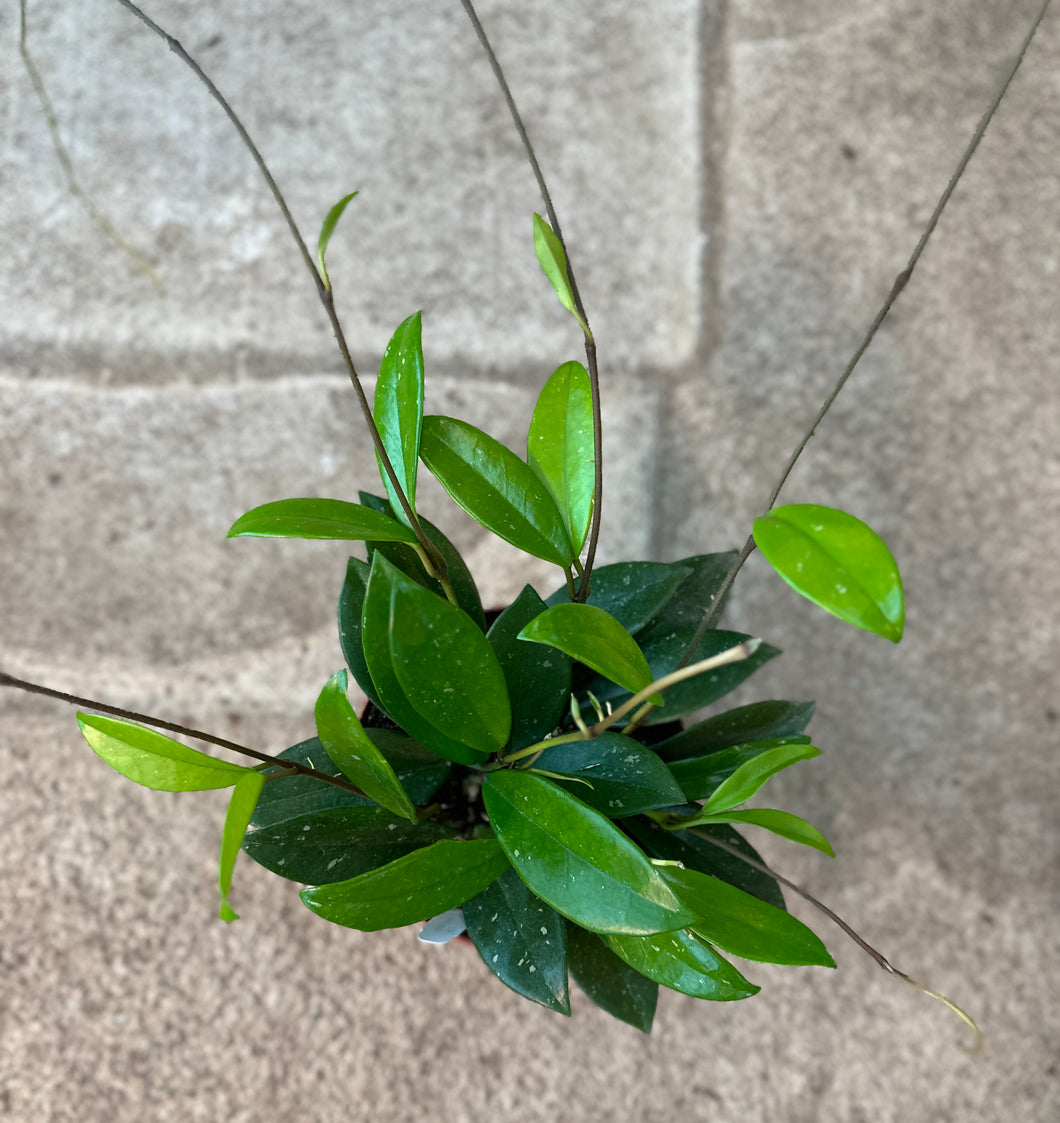 Hoya Green Ghost 6
